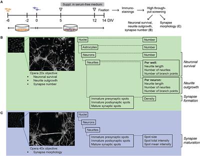 High Content Analysis of Hippocampal Neuron-Astrocyte Co-cultures Shows a Positive Effect of Fortasyn Connect on Neuronal Survival and Postsynaptic Maturation